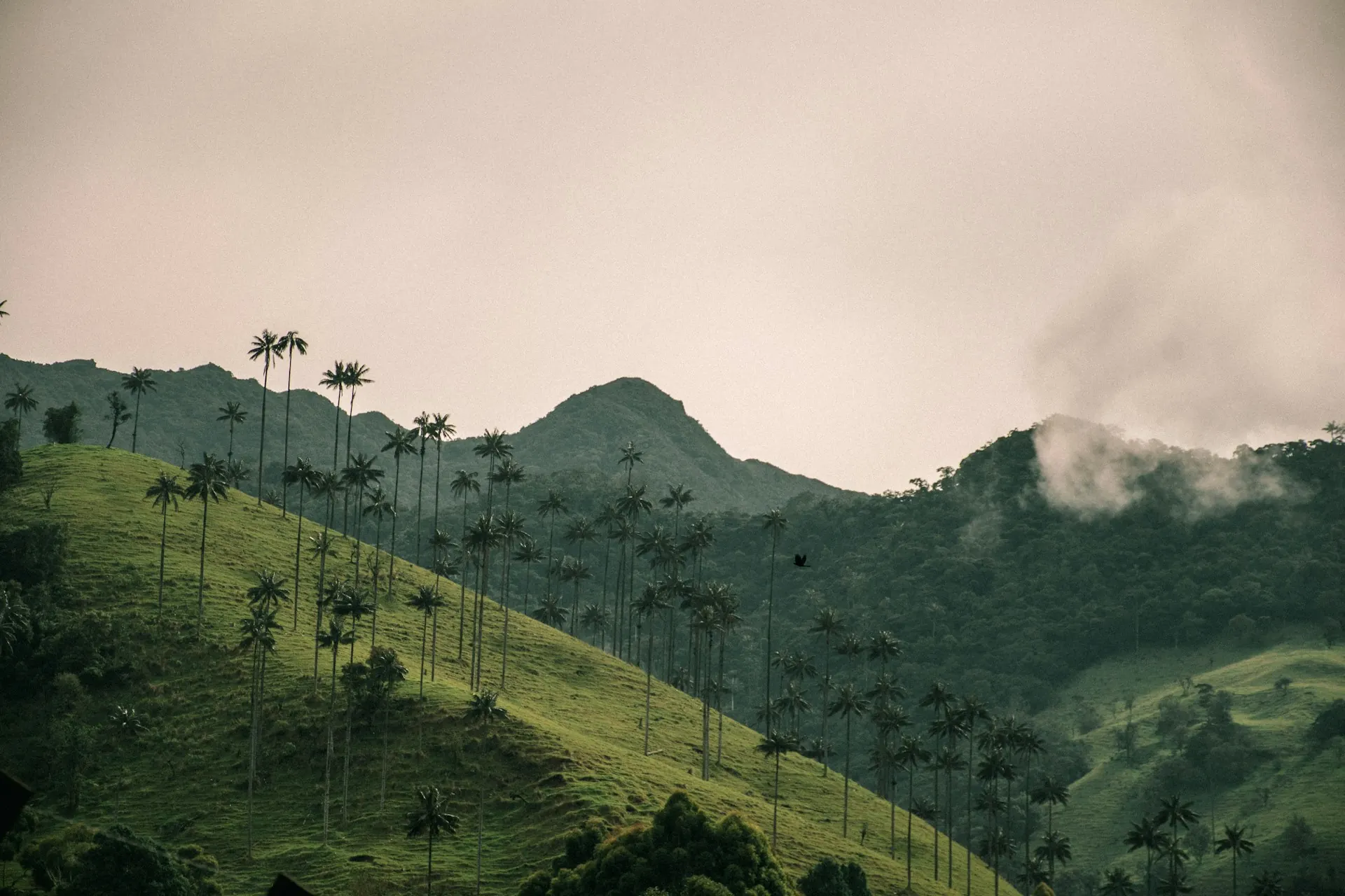Neblina sobre las palmas de cera del Valle del Cocora