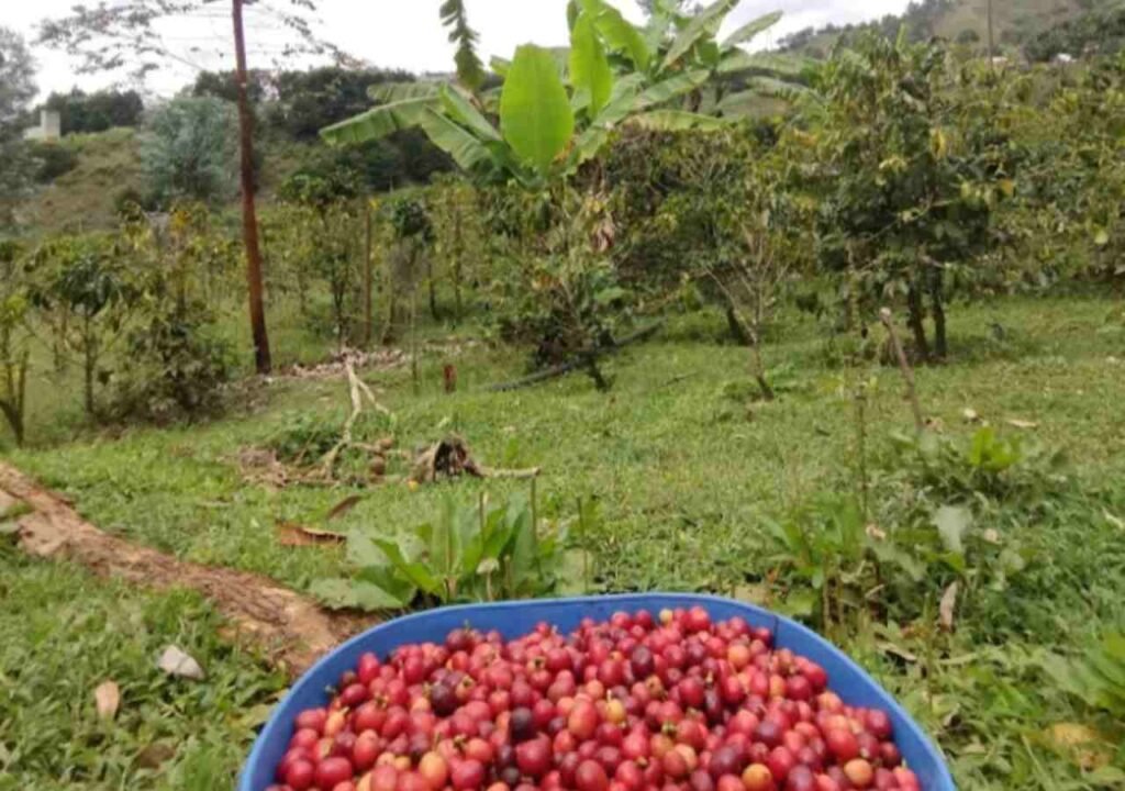 Finca Cafetera Medellin 2