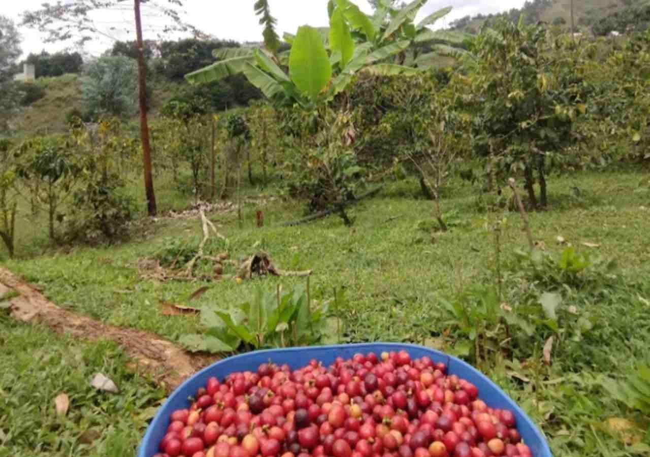 Finca Cafetera Medellin 2