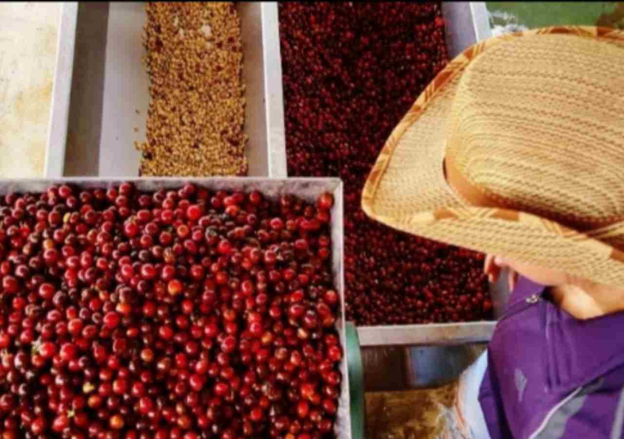 Finca Cafetera Medellin