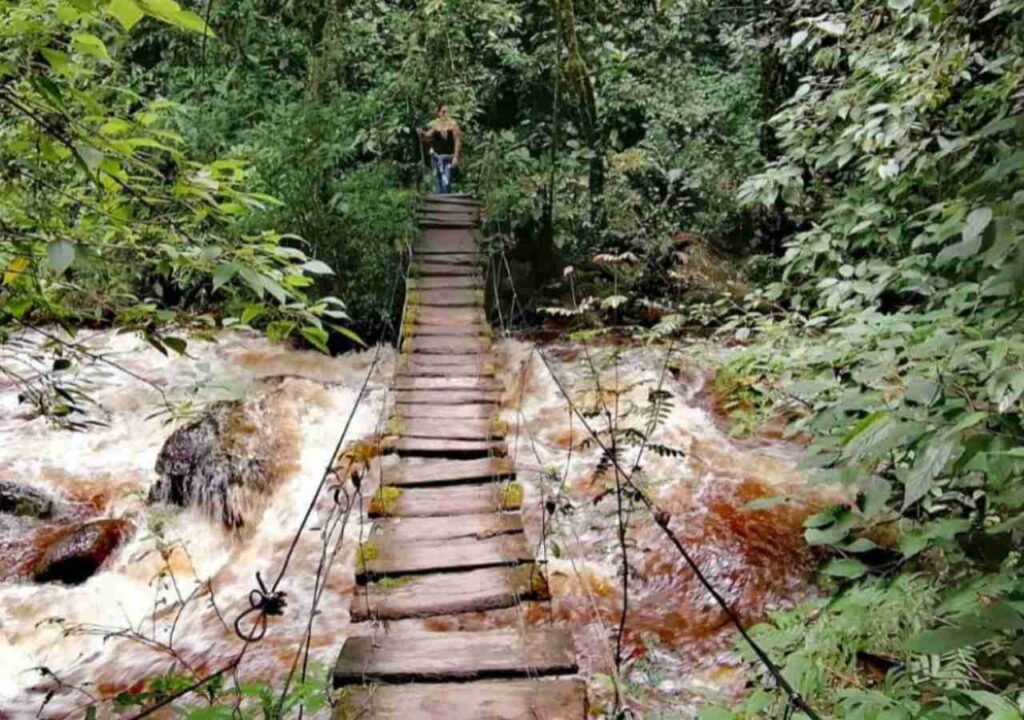 Valle Del Cocora 1