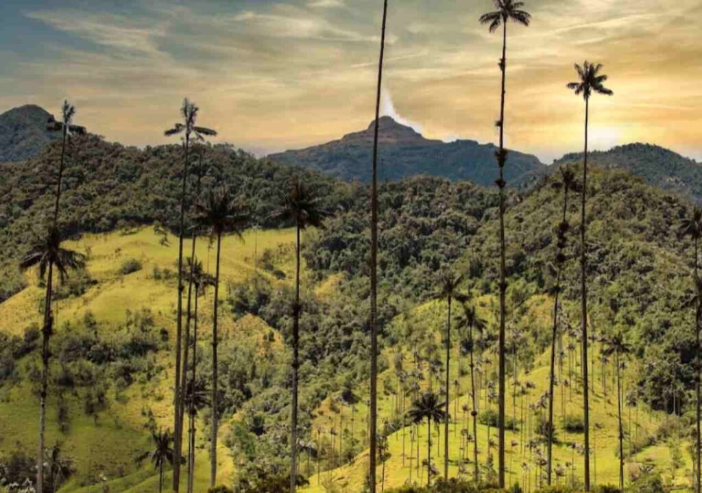 Valle Del Cocora